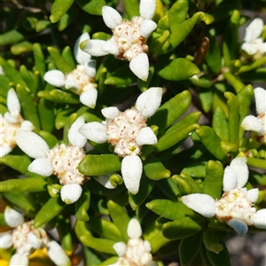 Unidentified Other Shrub at Seal Bay, SA - 5 Dec 2024 by RobG1