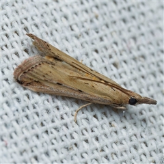 Faveria tritalis (Couchgrass Webworm) at Harrison, ACT - Yesterday by DPRees125