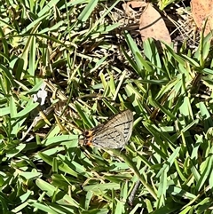 Jalmenus evagoras at Bangalee, NSW - 10 Mar 2025 09:59 AM