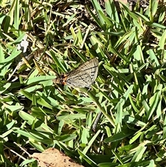 Jalmenus evagoras at Bangalee, NSW - 10 Mar 2025 09:59 AM
