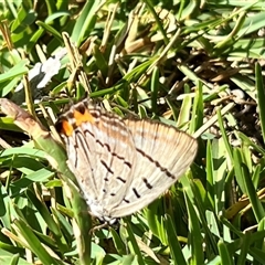 Jalmenus evagoras at Bangalee, NSW - 10 Mar 2025 09:59 AM