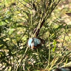 Jalmenus evagoras (Imperial Hairstreak) at Bangalee, NSW - 10 Mar 2025 by JimL