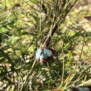 Jalmenus evagoras (Imperial Hairstreak) at Bangalee, NSW - 10 Mar 2025 by JimL