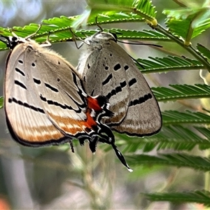 Jalmenus evagoras (Imperial Hairstreak) at Bangalee, NSW - 10 Mar 2025 by JimL