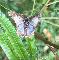 Unidentified Butterfly (Lepidoptera, Rhopalocera) at Bangalee, NSW - 10 Mar 2025 by JimL