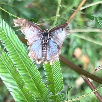 Unidentified Butterfly (Lepidoptera, Rhopalocera) at Bangalee, NSW - 10 Mar 2025 by JimL