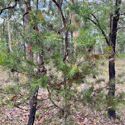 Hakea sericea (Needlebush) at Bangalee, NSW - 10 Mar 2025 by JimL