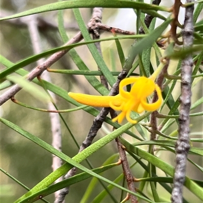 Persoonia linearis (Narrow-leaved Geebung) at Bangalee, NSW - 10 Mar 2025 by JimL