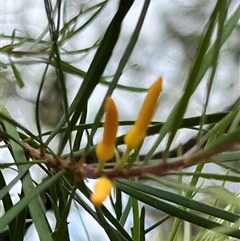 Persoonia linearis at Bangalee, NSW - suppressed