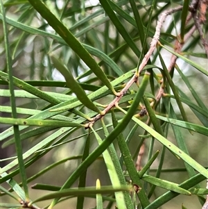 Persoonia linearis at Bangalee, NSW - suppressed