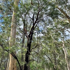 Persoonia linearis at Bangalee, NSW - 10 Mar 2025 10:56 AM