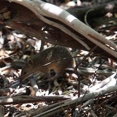 Isoodon obesulus obesulus (Southern Brown Bandicoot) at Paddys River, ACT - 9 Mar 2025 by mroseby