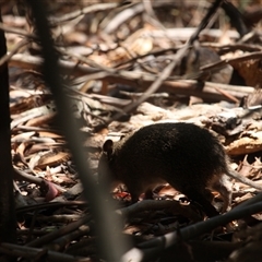 Isoodon obesulus obesulus at Paddys River, ACT - 9 Mar 2025 03:29 PM