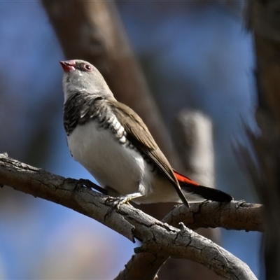 Stagonopleura guttata (Diamond Firetail) at Weetangera, ACT - 10 Mar 2025 by Thurstan