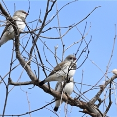 Stagonopleura guttata at Weetangera, ACT - suppressed