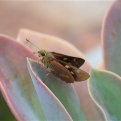 Cephrenes augiades at Jamberoo, NSW - 10 Mar 2025 by plants