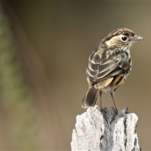 Pyrrholaemus sagittatus at Weetangera, ACT - 10 Mar 2025 10:25 AM