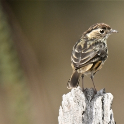 Pyrrholaemus sagittatus (Speckled Warbler) at Weetangera, ACT - 10 Mar 2025 by Thurstan