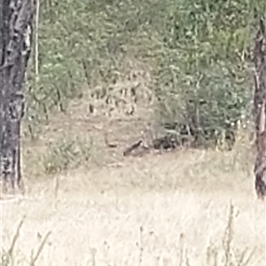 Menura novaehollandiae (Superb Lyrebird) at Paddys River, NSW - Yesterday by joscobie