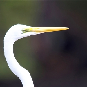 Ardea alba (Great Egret) at Jeremadra, NSW - 8 Mar 2025 by jb2602