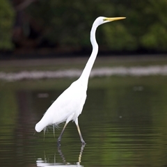 Ardea alba at Jeremadra, NSW - 8 Mar 2025 10:08 AM