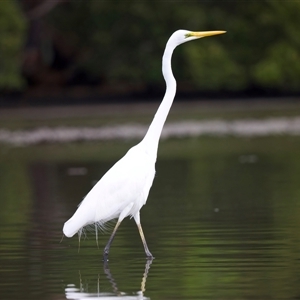 Ardea alba at Jeremadra, NSW - 8 Mar 2025 10:08 AM