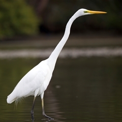 Ardea alba at Jeremadra, NSW - 8 Mar 2025 10:08 AM