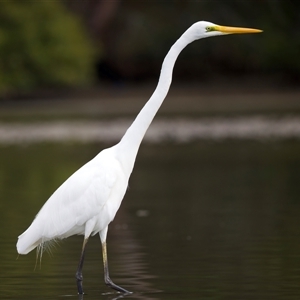 Ardea alba at Jeremadra, NSW - 8 Mar 2025 10:08 AM