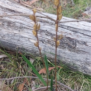 Stylidium armeria subsp. armeria (thrift trigger plant) at Paddys River, NSW - Yesterday by joscobie