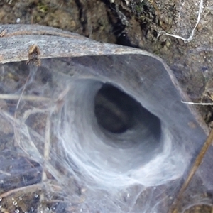 Mygalomorphae (infraorder) (Unidentified mygalomorph spider) at Paddys River, NSW - 10 Mar 2025 by joscobie