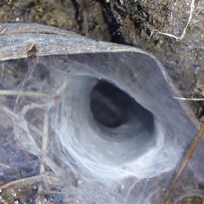 Mygalomorphae (infraorder) (Unidentified mygalomorph spider) at Paddys River, NSW - Yesterday by joscobie