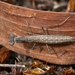 Mantodea (order) (Unidentified praying mantis) at Weetangera, ACT - 10 Mar 2025 by Thurstan