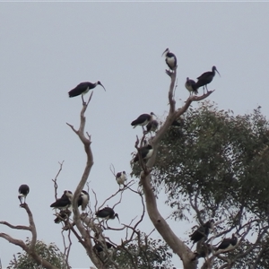 Threskiornis spinicollis at Franklin, ACT - 5 Jun 2024 by AndyRoo