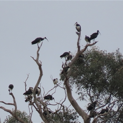 Threskiornis spinicollis (Straw-necked Ibis) at Franklin, ACT - 5 Jun 2024 by AndyRoo