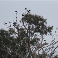 Threskiornis spinicollis at Franklin, ACT - 5 Jun 2024 11:55 AM