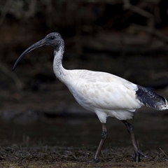 Threskiornis molucca (Australian White Ibis) at Jeremadra, NSW - 8 Mar 2025 by jb2602