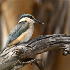 Todiramphus sanctus (Sacred Kingfisher) at Weetangera, ACT - 10 Mar 2025 by Thurstan