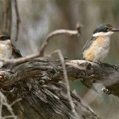 Todiramphus sanctus at Weetangera, ACT - 10 Mar 2025 10:40 AM