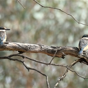 Todiramphus sanctus at Weetangera, ACT - 10 Mar 2025 10:40 AM