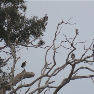 Psephotus haematonotus at Franklin, ACT - 5 Jun 2024 by AndyRoo