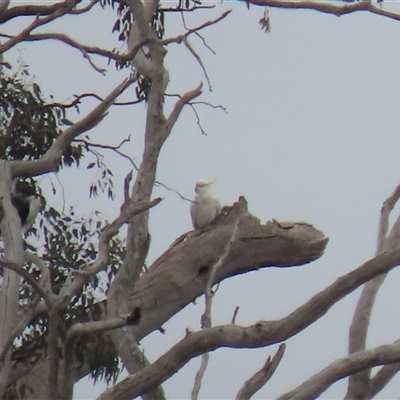 Cacatua galerita (Sulphur-crested Cockatoo) at Franklin, ACT - 5 Jun 2024 by AndyRoo