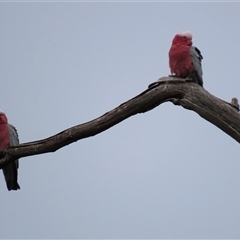 Eolophus roseicapilla (Galah) at Franklin, ACT - 5 Jun 2024 by AndyRoo