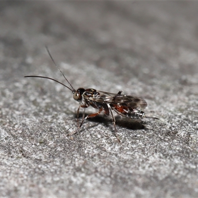 Unidentified Parasitic wasp (numerous families) at Yarralumla, ACT - 9 Mar 2025 by TimL