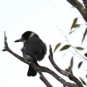 Cracticus torquatus (Grey Butcherbird) at Franklin, ACT - 5 Jun 2024 by AndyRoo