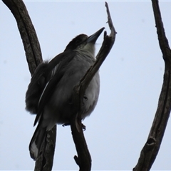 Cracticus torquatus at Franklin, ACT - 5 Jun 2024 12:47 PM
