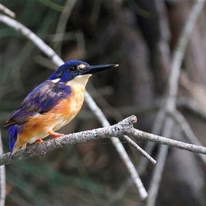 Ceyx azureus at Mogo, NSW - suppressed