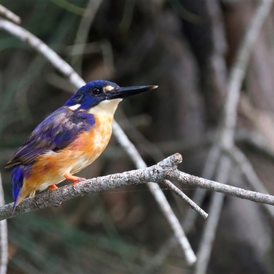 Ceyx azureus (Azure Kingfisher) at Mogo, NSW - 8 Mar 2025 by jb2602