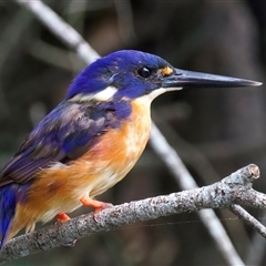 Ceyx azureus at Mogo, NSW - suppressed