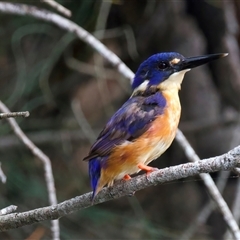 Ceyx azureus at Mogo, NSW - suppressed