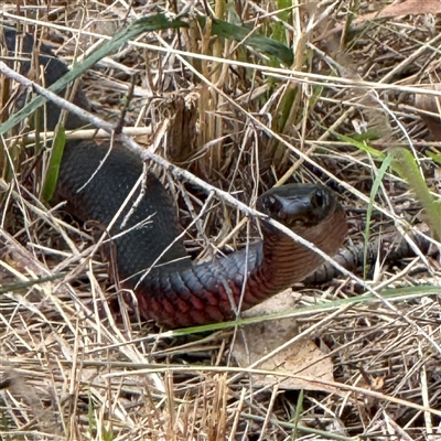 Pseudechis porphyriacus (Red-bellied Black Snake) at Orangeville, NSW - 10 Mar 2025 by belleandjason